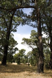 Whittlesea, Victoria - Australia 'Farmlands & Mount Disappointment State Forest Region' Photographed by © Karen Robinson www.idoartkarenrobinson.com March 2017