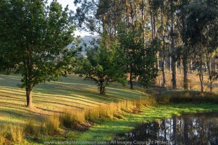 Bruthen, Victoria - Australia 'Farmland'_Photographed by ©Karen Robinson_www.idoartkarenrobinson.com_April 2017. Comments: My husband, daughter and I spent some time at my husband's brother's farm where we got to reconnect with nature. The early mornings were particularly beautiful, especially how the rising sun light stretched out across and through the trees, leaving long casing shadows.