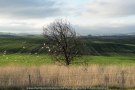 Wallan Region, Victoria – Australia "Rural Landscape"_Photographed by ©Karen Robinson www.idoartkarenrobinson.com July 2017. Comments: Day out with daughter photograping landscape and wildlife on a beautiful winter's day.