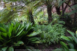 Elsternwick, Victoria - Australia_Photographed by ©Karen Robinson_ www.idoartkarenrobinson.com September 10, 2017 Comments: My hubby and I with the Craigieburn Camera Club at Rippon Lea House and Gardens. "It is one of Australia's finest grand suburban estates and the first to achieve National Heritage Listing, recognising its unique significance. The historic mansion is located within a vast pleasure garden of sweeping lawns that cover more than 14 acres and features a windmill, lookout tower, heritage orchard, lake, waterfall, fernery and more!" Photograph featuring ferns growing within the fernery.