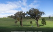 Strath Creek Region, Victoria - Australia_'Valley of a Thousand Hills'_Photographed by ©Karen Robinson_www.idoartkarenrobinson.com May 2017 Comments: Day photographing with my daughter and husband who kindly drove us location to location.