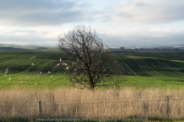 Wallan Region, Victoria – Australia "Rural Landscape"_Photographed by ©Karen Robinson www.idoartkarenrobinson.com July 2017. Comments: Day out with daughter photographing landscape and wildlife on a beautiful winter's day.