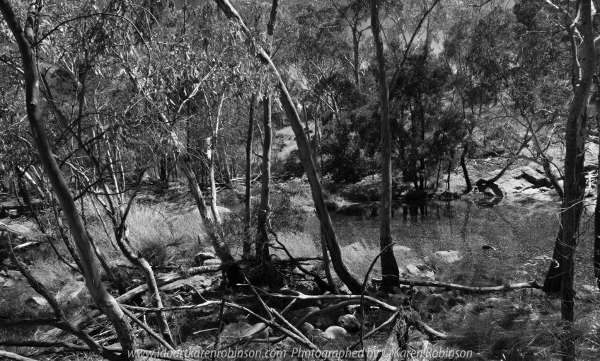 Gooram, Victoria - Australia 'Seven Creeks Wildlife Reserve' Photographed by Karen Robinson Dec 2017 www.idoartkarenrobinson.com NB. All images are protected by copyright laws. Comments: We stopped for lunch amongst the tranquil surroundings of the Seven Creeks and view the Gooram Falls. Featuring this bush scene in black and white, helps to show how unruly it can be!