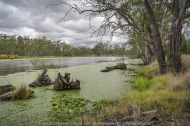 Tabilk, Victoria - Australia 'Tahbilk Winery and Wetlands' Photographs by Karen Robinson March 2018 NB. All images are protected by copyright laws. Comments - A lovely day trip with the Craigieburn Camera Club. Tabilk-tabilk 'place of many waterholes' in the language of the Daung-wurrung clans, the first people of Australia. It's a historic family owned winery with the property comprising of 1,214 hectares of rich river flats and a frontage of 11kms to the Goulburn River and 8 kms of permanent backwaters and creeks (Tahbilk 2018).