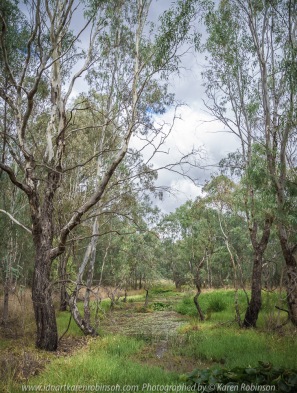 Tabilk, Victoria - Australia 'Tahbilk Winery and Wetlands' Photographs by Karen Robinson March 2018 NB. All images are protected by copyright laws. Comments - A lovely day trip with the Craigieburn Camera Club. Tabilk-tabilk 'place of many waterholes' in the language of the Daung-wurrung clans, the first people of Australia. It's a historic family owned winery with the property comprising of 1,214 hectares of rich river flats and a frontage of 11kms to the Goulburn River and 8 kms of permanent backwaters and creeks (Tahbilk 2018).