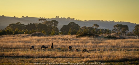 Beveridge, Victoria - Australia 'View from Golf Course' Photographed by Karen Robinson April 2018 Comments: Sunset looking away from Golf Course towards Mountain Range. Kangaroos in the foreground feeding on the local grasses.
