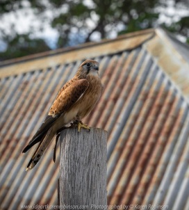 Miners Rest, Victoria - Australia 'Full Flight Birds of Prey' Photographed by Karen Robinson April 2018 NB. All images are protected by copyright laws. Comments - A day with the Craigieburn Camera Club Photography members - visiting and photographing amazing flight displays with stunning Australian raptors and owls - Kestrel