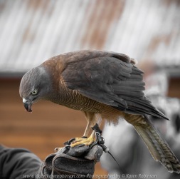 Miners Rest, Victoria - Australia 'Full Flight Birds of Prey' Photographed by Karen Robinson April 2018 NB. All images are protected by copyright laws. Comments - A day with the Craigieburn Camera Club Photography members - visiting and photographing amazing flight displays with stunning Australian raptors and owls - Brown Goshawk