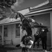 Miners Rest, Victoria - Australia 'Full Flight Birds of Prey' Photographed by Karen Robinson April 2018 NB. All images are protected by copyright laws. Comments - A day with the Craigieburn Camera Club Photography members - visiting and photographing amazing flight displays with stunning Australian raptors and owls - Wedged Tailed Eagle