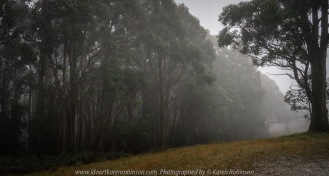 Mount Macedon - Victoria - Australia 'Rainy Day Photography' Photographed by Karen Robinson May 2018 NB. All images are protected by copyright laws Comments - It was a rainy, misty autumn day where taking photographs was a real challenge!