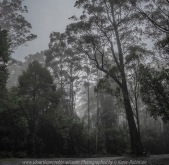 Mount Macedon - Victoria - Australia 'Rainy Day Photography' Photographed by Karen Robinson May 2018 NB. All images are protected by copyright laws Comments - It was a rainy, misty autumn day where taking photographs was a real challenge!