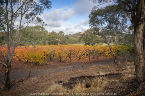 Glenrowan, Victoria - Australia 'Local Region' Photographed by Karen Robinson June 2018 NB. All images are protected by copyright laws Comments - Hubby and I spotted a number of beautiful scenic spots within this region. On the tail end of Autumn, Cherry trees at Smith's Orchard and Grapevines displayed glorious brightly coloured leaves. Local farming landscape scenes hidden away from the mainstream roads revealed countryside enjoyed by local farmers.