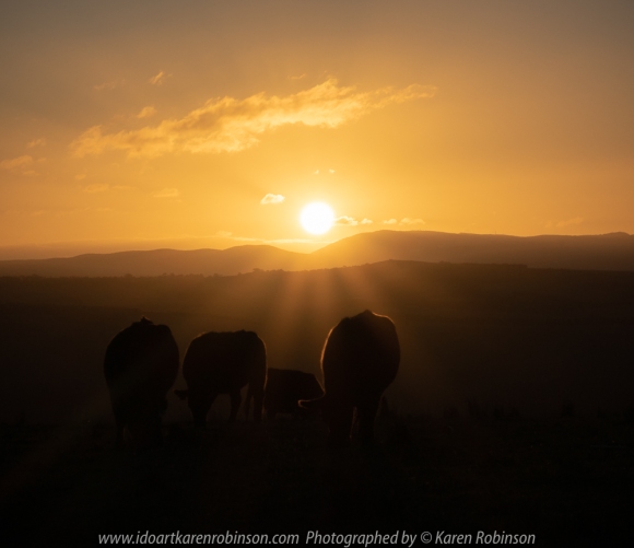Mickleham, Victoria - Australia 'Sunset' Photographed by Karen Robinson July 2018 NB. All images are protected by copyright laws Comments - Just at the sun was about to hide behind mountains in the distance, I was able to capture a photograph with the cattle grazing at the top of the hill - silhouetted against a golden backdrop.