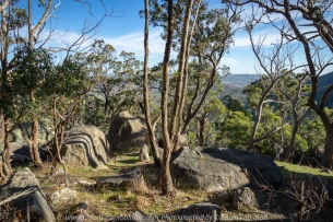 Faraday, Victoria - Australia 'Mount Alexander Regional Park - Dog Rocks' Photographed by Karen Robinson NB. All images are copyright protected. Comments - Dog Rocks located just off Joseph Young Drive features huge conglomeration of ginormous picturesque granite rock outcrops. Native gum trees grow in a mangled fashion around these huge boulders; this with the late morning sunshine dappling its way through the bush helps make for interesting photographic opportunities. We spent some time at this location photographing and just enjoy the beautiful of the region. View through the bush could be seen looking out towards Harcourt. The reason for this area to be called Dog Rocks was because back in the nineteenth century, many dingos were seen around the rocks and manager Lockhart Morton of Sutton Grange Station in 1846 named the area Dog Rocks.