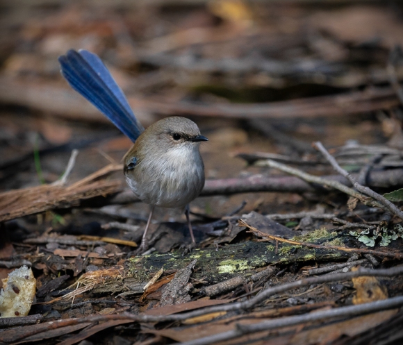 Kinglake West, Victoria - Australia 'Masons Falls around picnic area' Photographed by daughter Kelly August 2018 NB. All images are copyright protected Comments - A beautiful winter's day walking around this natural reserve. Superb Fairy-wren hopping about within the ground foliage around the picnic area.