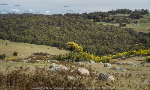 Nulla Vale, Victoria - Australia 'Large Boulder Region' Photographed by Karen Robinson September 2018 NB. All images are protected by copyright laws. Comments - A lovely spring day drive in the countryside with hubby.