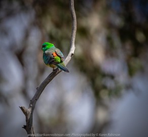 Greenvale, Victoria - Australia 'Woodlands Historic Park' Photographed by Karen Robinson October 2018 Comments: Beautiful spring day trying out my new lens for bird photography with my hubby and daughter with her baby, Maddie - our grandaughter. Photograph featuring Red Rumped Parrot - Male.