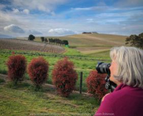 Comments: Yarra Glen Region, Victoria - Australia September 2018. The last day in September, a beautiful spring day, hubby and I decided to take a drive through the Yarra Glen Region. At this time of the year the valleys and hillsides are lush green. Vineyards feature widely throughout the region alongside of pastures where cattle happily grazed under the warm sunshine. Grey clouds gathered up along the mountains ranges as the day drifted towards its end. A beautiful spring day we so much enjoyed – a good to be alive day! NB: All images are protected by copyright laws Photograph from Karen Robinson www.idoartkarenrobinson.com