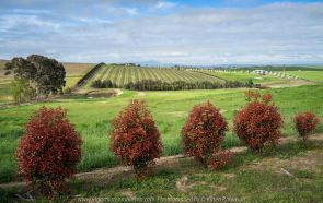Comments: Yarra Glen Region, Victoria - Australia September 2018. The last day in September, a beautiful spring day, hubby and I decided to take a drive through the Yarra Glen Region. At this time of the year the valleys and hillsides are lush green. Vineyards feature widely throughout the region alongside of pastures where cattle happily grazed under the warm sunshine. Grey clouds gathered up along the mountains ranges as the day drifted towards its end. A beautiful spring day we so much enjoyed – a good to be alive day! NB: All images are protected by copyright laws Photographed by Karen Robinson www.idoartkarenrobinson.com