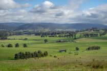 Comments: Yarra Glen Region, Victoria - Australia September 2018. The last day in September, a beautiful spring day, hubby and I decided to take a drive through the Yarra Glen Region. At this time of the year the valleys and hillsides are lush green. Vineyards feature widely throughout the region alongside of pastures where cattle happily grazed under the warm sunshine. Grey clouds gathered up along the mountains ranges as the day drifted towards its end. A beautiful spring day we so much enjoyed – a good to be alive day! NB: All images are protected by copyright laws Photographed by Karen Robinson www.idoartkarenrobinson.com