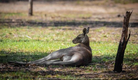 Greenvale, Victoria - Australia 'Woodlands Historical Park' Photographed by Karen Robinson November 2018 Comments - a Day with daughter, grand daughter and hubby walking through this historical park taking photographs of animals and birds. Photograph featuring Kangaroo resting in the shade.