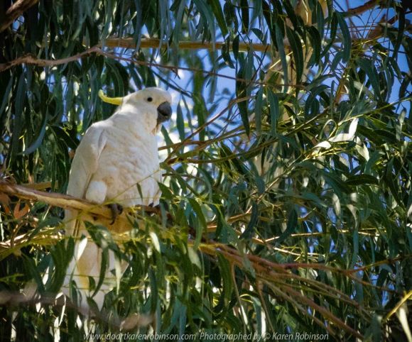 Seymour, Victoria - Australia 'Mark's 66th Birthday - Goulburn River near Caravan Park' Photographed by Karen Robinson November 2018 Comments - Day out with daughter Kelly, son-in-law Matt, grand daughter Maddie, hubby Mark and Karen fishing for Mark's Birthday. Photograph featuring Sulphur Crested Cockatoo perched high up on a Gum tree branch.