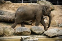 Parkville, Victoria - Australia 'Melbourne Zoo - Day 2' Photographed by Karen Robinson December 2018 Comments - Hubby and I decided to spend another day at the Zoo, this time concentrating on photographing the elephants.