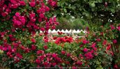 Werribee, Victoria - Australia 'Victoria State Rose Garden' Photographed by Karen Robinson November 2018 Comments - Beautiful display of colourful roses.