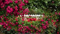 Werribee, Victoria - Australia 'Victoria State Rose Garden' Photographed by Karen Robinson November 2018 Comments - Beautiful display of colourful roses.