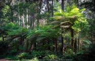 East Warburton, Victoria - Australia 'Redwood Forest and Cement Creek East Branch' Photographed by Karen Robinson December 2018 Comments: Wonderful stroll through the forest with a bonus finding the creek surrounded by lush green vegetation. Photograph featuring Lace Tree Ferns around the Cement Creak East Branch area.