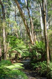 East Warburton, Victoria - Australia 'Redwood Forest and Cement Creek East Branch' Photographed by Karen Robinson December 2018 Comments: Wonderful stroll through the forest with a bonus finding the creek surrounded by lush green vegetation. Photograph featuring Lace Tree Ferns around the Cement Creak East Branch area.