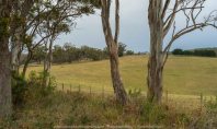 Bruthen, Victoria - Australia 'Wards Road Region' Photographed by Karen Robinson December 2018 Comments - Early morning drive along Wards Road, a back road that winds through beautiful local farming properties.