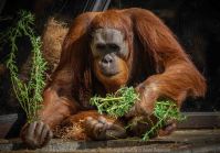 Parkville, Victoria - Australia 'Melbourne Zoo Trip 3' Photographed by Karen Robinson January 2019 Comments - Hubby and I decided to spend another day at the Zoo, this time concentrating on photographing the Sumatran Orang-utans.