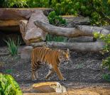 Parkville, Victoria - Australia 'Melbourne Zoo Trip 4' Photographed by Karen Robinson January 2019 Comments - Hubby and I decided to spend another day at the Zoo, this time concentrating on photographing the Sumatran Tiger.