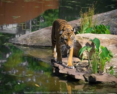 Parkville, Victoria - Australia 'Melbourne Zoo Trip 4' Photographed by Karen Robinson January 2019 Comments - Hubby and I decided to spend another day at the Zoo, this time concentrating on photographing the Sumatran Tiger.