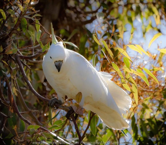 Westmeadows, Victoria - Australia 'Sulphur-crested Cockatoo' Photographed by Karen Robinson Nov 2018 Comments - Sulphur-crested Cockatoo living in the hollow of an old gumtree located alongside of a busy local back-street. Comes each year at the same time to nest.