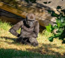 Parkville, Victoria - Australia 'Melbourne Zoo Trip 5' Photographed by Karen Robinson January 2019 Comments - Hubby and I decided to spend another day at the Zoo, this time concentrating on photographing the Western Lowland Gorillas.