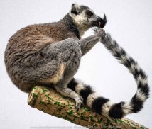 Parkville, Victoria - Australia 'Melbourne Zoo Trip 7' Photographed by Karen Robinson February 2019 Comments - This time it was about photographing the Ring-tailed and the Black and White Ruffed Lemurs.