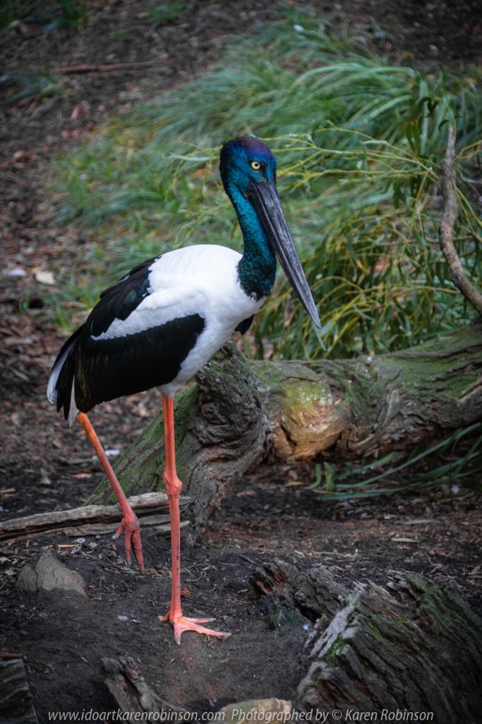 Parkville, Victoria - Australia 'Melbourne Zoo Trip 8' Photographed by Karen Robinson March 2019 Comments - This time it was about photographing Birds within the Walk-through Aviary. Photograph featuring Black-necked Stork.