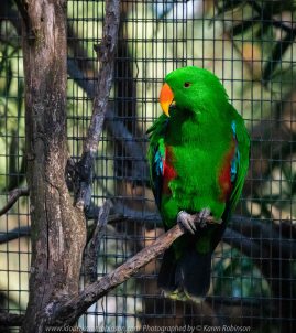 Parkville, Victoria - Australia 'Melbourne Zoo Trip 8' Photographed by Karen Robinson March 2019 Comments - This time it was about photographing Birds within the Walk-through Aviary. Photograph featuring Male Eclectus Parrot.