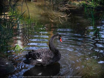 Parkville, Victoria - Australia 'Melbourne Zoo Trip 8' Photographed by Karen Robinson March 2019 Comments - This time it was about photographing Birds within the Walk-through Aviary. Photograph featuring Black Swan.