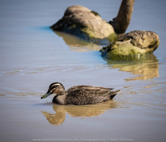 Sunbury, Victoria - Australia 'Spavin Drive Lake & Jacksons Creek' Photographed by Karen Robinson Nov 2018 Comments - A couple of hours spent photographing local bird wildlife. Photography featuring the Pacific Black Duck.