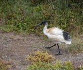 Werribee South, Victoria - Australia 'Werribee River K Road' Photograph by Karen Robinson February 2019 Comments - A morning out with hubby and me with granddaughter Maddie and daughter photographing rare sighting of an Eastern Osprey water bird. Photograph featuring Australian White Ibis.