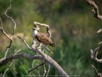 Werribee South, Victoria - Australia 'Werribee River K Road' Photograph by Karen Robinson February 2019 Comments - A morning out with hubby and me with granddaughter and daughter photographing rare sighting of an Eastern Osprey water bird. Photograph featuring Eastern Osprey..
