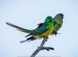 Werribee South, Victoria - Australia 'Werribee River K Road' Photograph by Karen Robinson February 2019 Comments - A morning out with hubby and me with granddaughter and daughter photographing rare sighting of an Eastern Osprey water bird. Photograph featuring Red-rumped Parrot.