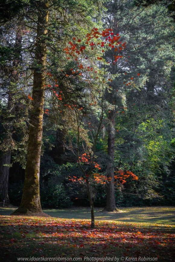 Mount Macedon, Victoria - Australia 'Duneira Heritage Garden' Photographed by Karen Robinson April 2019 Comments - A beautiful Autumn day with hubby at these magnificent gardens where tall trees are the dominating feature. Photograph featuring little tree shedding its rich red autumn leaves.