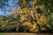 Mount Macedon, Victoria - Australia 'Duneira Heritage Garden' Photographed by Karen Robinson April 2019 Comments - A beautiful Autumn day with hubby at these magnificent gardens where tall trees are the dominating feature. Photograph featuring old Maple Tree shedding its golden Autumn Leaves.