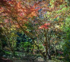 Mount Macedon, Victoria - Australia 'Duneira Heritage Garden' Photographed by Karen Robinson April 2019 Comments - A beautiful Autumn day with hubby at these magnificent gardens where tall trees are the dominating feature. Photograph featuring Maple tree shedding its lipstick red coloured Autumn leaves.