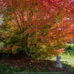 Mount Macedon, Victoria - Australia 'Duneira Heritage Garden' Photographed by Karen Robinson April 2019 Comments - A beautiful Autumn day with hubby at these magnificent gardens where tall trees are the dominating feature. Photograph featuring Maple tree shedding its lipstick red coloured Autumn leaves and a little girl standing by it.