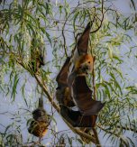 Kew, Victoria - Australia 'Flying-Foxes at Yarra Bend Park' Photographed by Karen Robinson Comments - Grey-headed Flying Fox Colonies roosting along the Yarra River.